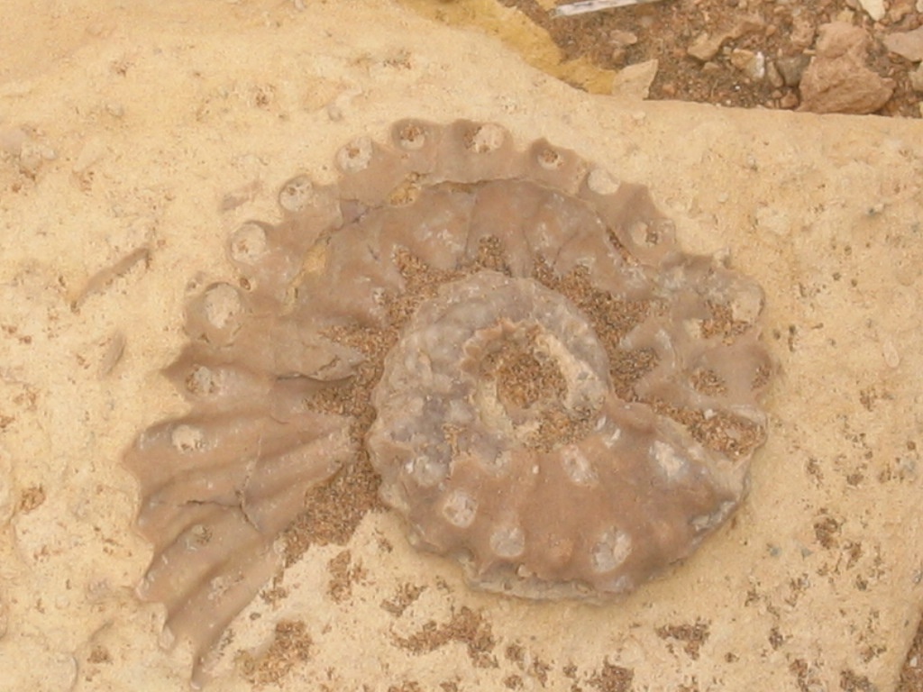 المخيامات البيئية