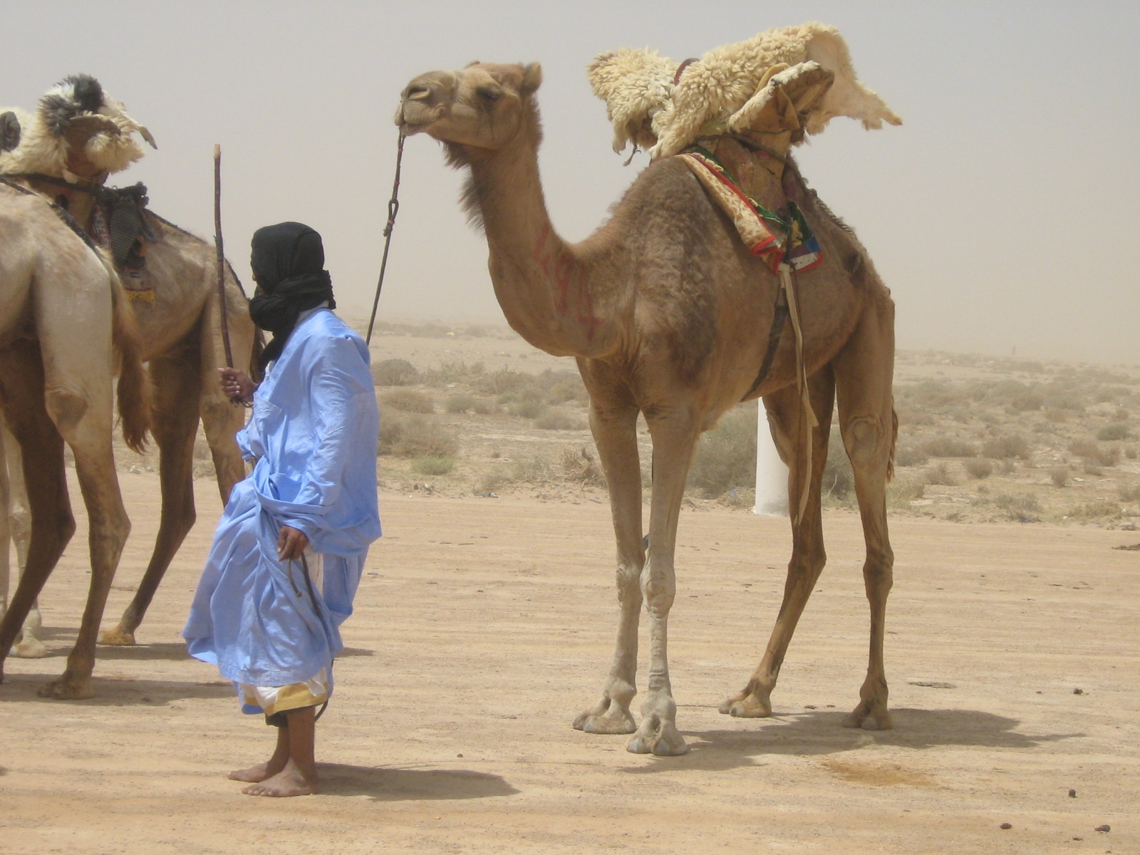 المخيم البيئي