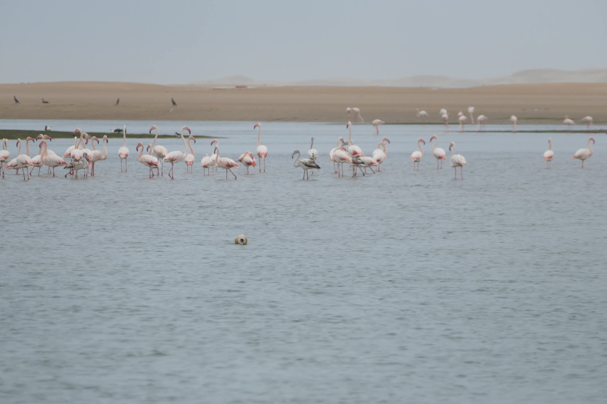 تزاوج الطيور