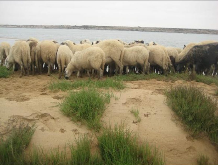 تعاونية تاشات