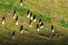 صورة إضافية 1