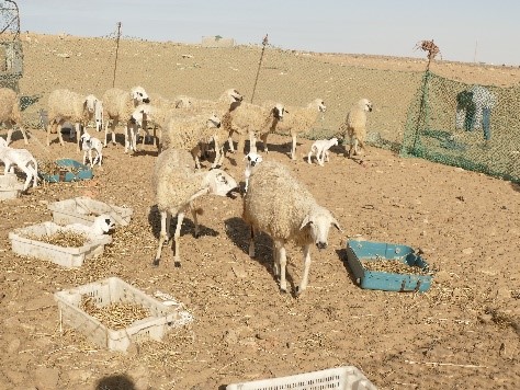 صورة إضافية 2